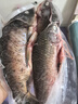 跑山密水農(nóng)家【冰鮮】水庫鯽魚2斤凈重 活魚現(xiàn)殺 燒烤 寶寶食材源頭直發(fā) 曬單實(shí)拍圖
