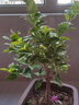 多色重瓣三角梅盆栽花苗耐寒老樁爬藤植物陽(yáng)臺(tái)庭院室內(nèi)外好養(yǎng)花卉植物當(dāng)年開(kāi)花三角梅樹(shù)苗 嫁接多色 5年精品苗 曬單實(shí)拍圖