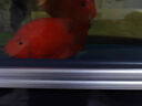 榮郁 紅鸚鵡魚(yú)#元寶鸚鵡#財神魚(yú)熱帶魚(yú) 紅鸚鵡魚(yú)7-8一條 曬單實(shí)拍圖