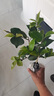 愛你一萬年香妃茶花盆栽濃香型山茶花樹苗室內(nèi)庭院花卉植物四季好養(yǎng)當(dāng)年開花 香妃茶花（約40cm高）+原土軟盆 當(dāng)年開花 曬單實拍圖
