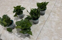 綠蘿盆栽室內(nèi)植物花卉凈化空氣綠植水培垂吊大葉綠蘿新房客廳家用 【整高20cm盆口11】加侖吸水10盆送肥料 曬單實拍圖
