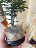 八芽文竹盆栽植物室內(nèi)客廳中式禪意盆景好養(yǎng)綠植辦公室擺件創(chuàng)意花卉 蓮花盆文竹（帶密胺托） 帶盆栽好 曬單實(shí)拍圖