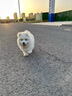 純種薩摩耶幼犬寵物微笑天使健康熊版狼版健康薩摩耶狗狗活體 血統級 母 曬單實(shí)拍圖