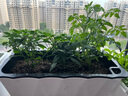 北蔬 朝天椒苗簇生大果帶土發(fā)貨蔬菜苗 簇生朝天椒苗6棵源頭直發(fā)包郵 曬單實(shí)拍圖