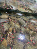 澎博動(dòng)力TURBOVOLT微型自吸泵魚缸抽水泵隔膜泵水鉆開槽機(jī)切割機(jī) DP2401+5米管 曬單實(shí)拍圖