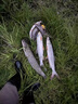 OEMG小黃鴨活魚扣 路亞不銹鋼魚鎖扣 多功能輪式魚扣帶地插馬口魚鎖扣 【3米鋼絲3個魚扣】+浮力漂 曬單實拍圖