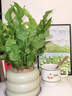 雅花匠鳥巢蕨客廳綠植室內(nèi)盆栽植物家里門口衛(wèi)生間臥室工位好養(yǎng)活高級感 火焰鳥巢蕨【抹茶甜甜圈】 帶盆栽好 曬單實拍圖