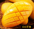京地達海南金煌芒果 凈重4.5斤單果300g 大芒果禮盒水果源頭直發(fā)包郵 曬單實拍圖