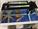 寵街坊玻璃魚缸過濾器三合一水泵增氧泵水族箱桌面客廳送禮生態(tài)魚缸380 曬單實拍圖