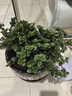 四季常青金魚花吊蘭盆栽室內綠植花卉多肉植物發(fā)財樹好養(yǎng)易活客廳 金魚吊蘭原土盆【買1送1發(fā)兩盆】 曬單實拍圖