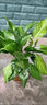 藝萱萬年青盆栽大葉室內(nèi)綠植四季常青新家除甲醛植物耐寒耐熱好養(yǎng)易活 110#萬年青15-20厘米高 含盆 曬單實拍圖