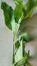 白蘭花玉蘭花樹(shù)苗帶花苞矮化老樁盆栽紫黃角蘭四季開(kāi)花卉綠植植物 精品白蘭70cm（當年開(kāi)花） 曬單實(shí)拍圖