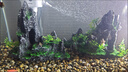 高清熱彎玻璃魚缸 透明家庭一體客廳桌面水草缸龜缸生態(tài)溪流 高清熱彎魚缸50*27*30cm 曬單實(shí)拍圖