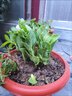 八寶景天多年生驅蚊止癢消腫好養活盆栽多肉庭院陽(yáng)臺多年生肉類(lèi) 八寶景天一盆5-6顆 不含盆 曬單實(shí)拍圖