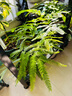 仙葩唑螨酯花藥紅蜘蛛專殺噴劑多肉月季茉莉花卉盆栽葉螨白蜘蛛殺蟲劑 曬單實拍圖