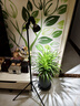 光聯(lián)天下led全光譜植物補(bǔ)光燈自然光塊根龍舌蘭月季蘭花生長燈魚缸爆藻燈 30W【全光譜5000K】48°植物補(bǔ)光 曬單實拍圖