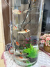 招財如意精品錦鯉魚高端觀賞魚冷水魚好養(yǎng)耐活魚純種大魚風(fēng)水紅白大正金魚 精品三色錦鯉 10-13cm9條(測量發(fā)貨) 曬單實拍圖