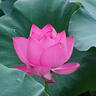 維艾（Newair）304不銹鋼防油濺網(wǎng)蓋廚房炒菜防油濺神器油炸遮油蓋子隔油擋油網(wǎng) 曬單實(shí)拍圖