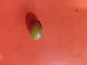遼寧茉莉香葡萄2025新鮮現(xiàn)摘郁金香無籽提子孕婦水果 凈重2斤裝【2-4串】 曬單實拍圖