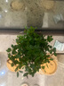 開時(shí)果 小葉赤楠盆景擺件 辦公室桌面綠植花卉好養(yǎng)盆栽植物源頭直發(fā)包郵 【熱銷款】哥窯浸墨盆+苔蘚+底座 曬單實(shí)拍圖
