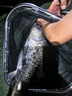 猛攻淦將二代魚竿輕量巨物竿鰱鳙青草鳊釣魚手竿漁具裝備 7.2m 淦將二代鰱鳙大物竿 曬單實拍圖
