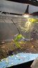 批發(fā)淡水大草魚苗淡水養(yǎng)殖魚苗活體飼料魚四大家魚鯽魚苗花鰱魚苗批發(fā) 正宗草魚苗1.5-3cm50條 曬單實拍圖