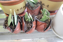 令箭荷花帶根花苗盆栽室內外花卉植物多肉陽臺觀賞重瓣售嫁接枝條 令箭荷花10~20cm高2棵 不含盆 曬單實拍圖