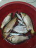 云飛魚無結(jié)競技線組套裝釣魚線主線成品綁好黑坑大物主線組配件全套漁具 5.4米八字環(huán)款4卷【拉力提升】 2.0號 曬單實(shí)拍圖
