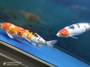 森森（SUNSUN）魚(yú)缸燈水草燈全光譜led燈防水燈管水族燈爆藻燈水陸兩用燈管 夢(mèng)之藍白（增色） 適合1.2m魚(yú)缸 20W獨立開(kāi)關(guān) 長(cháng)98cm 曬單實(shí)拍圖