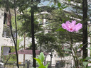 步步嬌戶(hù)外遮陽(yáng)傘庭院傘大太陽(yáng)傘羅馬傘室外露臺花園擺攤戶(hù)外傘 【雙桿】出口款:3M配300斤底座 曬單實(shí)拍圖