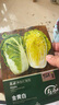 壽禾 黃心大白菜種子苗娃娃菜秋季種蔬菜種籽 金黃白白菜種子10g*3袋 曬單實拍圖