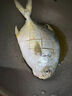 大號金鯧魚(yú)鮮活冷凍新鮮金昌魚(yú)速凍海魚(yú)海昌深海海鮮 二條【400-500g/條】 曬單實(shí)拍圖