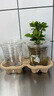 小盆梔子花盆栽四季開花部分帶花苞室內(nèi)綠蘿水培花卉綠植物 低配款：15-20cm【2株】當(dāng)年少量開花 濃香型梔子花【帶花苞】10天開花 曬單實拍圖