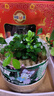 九里香盆栽茉莉花綠植室內(nèi)驅(qū)蚊四季開花帶花苞七里香水培盆景植物 【特價】高約16cm九里香苗6株 九里香 曬單實拍圖