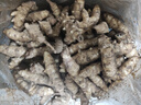 黃六爺洋姜鬼子姜10斤野新鮮現(xiàn)蔬菜生菊芋胰島果洋姜農(nóng)家自種挖醬腌泡菜 【精選新鮮白洋姜】5斤 曬單實拍圖