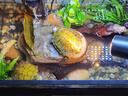 西游水族烏龜缸超白玻璃生態(tài)造景龜魚(yú)缸一體混養(yǎng)生態(tài)缸客廳專用家用飼養(yǎng)缸 50原生溪流豪華全套【缸+DIY造景+設(shè)備】 曬單實(shí)拍圖