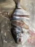 印禾年廣東特產(chǎn)金鯧魚(yú)干 陽(yáng)江海鮮干貨深海鯧魚(yú)自曬咸魚(yú)淡曬昌魚(yú)干 5條裝【4兩/條】共約1000g 曬單實(shí)拍圖