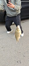 榮予野釣者釣魚餌料鯽魚鯉魚草魚羅非青魚黑坑通殺魚飼料直接掛鉤顆粒 【3瓶小顆粒+3瓶大顆粒】送雙鉤 曬單實拍圖