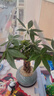 八芽盆栽發(fā)財樹植物室內(nèi)禪意招財樹盆景辦公室桌面綠植源頭直發(fā)包郵 辮子發(fā)財樹-雪梨盆-紫砂托 含盆 曬單實拍圖