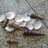 天然海螺貝殼魚缸水族箱造景裝飾工藝品收藏小禮物 天然貝殼海螺50g裝【20個左右】 多種款式混裝隨機(jī)發(fā)貨 曬單實(shí)拍圖