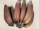 麗雯福建紅美人香蕉整箱應(yīng)季新鮮水果香甜土樓紅皮banana水果福建漳州 5斤 曬單實(shí)拍圖