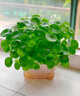 MPPMCK銅錢(qián)草金錢(qián)草水培植物辦公室桌面水養(yǎng)綠植室內(nèi)四季常青花卉盆栽 不帶葉子銅錢(qián)草12根芽營(yíng)養(yǎng)液 【旺宅】不含盆 曬單實(shí)拍圖