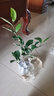 含笑樹(shù)苗盆栽庭院陽(yáng)臺四季濃香型帶花苞室內花卉觀(guān)花植物室內花苗 三年苗當年開(kāi)花 不含盆 曬單實(shí)拍圖