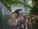 南京雨花石天然魚缸造景擺件裝飾水培植物盆栽石頭水草烏龜飼養(yǎng)缸 經(jīng)典碎瑪瑙石1斤 曬單實(shí)拍圖