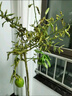 香水檸檬樹苗盆栽可結(jié)果樹苗大型綠植室內(nèi)客廳四季好養(yǎng)植物 檸檬樹1-1.2米+原盆 曬單實(shí)拍圖