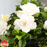 歐芽梔子花盆栽花卉植物室內濃香辦公室水培綠植 【多分支大苗】梔子花+菠蘿吸水盆  含盆 曬單實(shí)拍圖