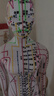 卓越科人體針灸模型經(jīng)絡(luò)穴位中醫(yī)全身經(jīng)絡(luò)銅人扎針練習(xí)人60厘米扎針白女 曬單實拍圖