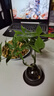 八芽發(fā)財樹小盆栽花卉水培植物客廳桌面綠植室內(nèi)四季招財樹辦公室好養(yǎng) 雙桿發(fā)財樹-小藍瓶-含紫砂托 含盆 曬單實拍圖