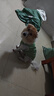 山頭林村比熊泰迪柯基柴犬狗狗衣服2024新款春夏天薄款背心防掉毛外出防臟 3XL 胸圍70建議20-40斤 曬單實拍圖