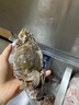 梭子蟹鮮活特大野生舟山大螃蟹海鮮新鮮冷凍海蟹水產(chǎn)飛蟹白蟹順豐 7-9兩/只 【凈重5斤特大梭子蟹】 曬單實(shí)拍圖